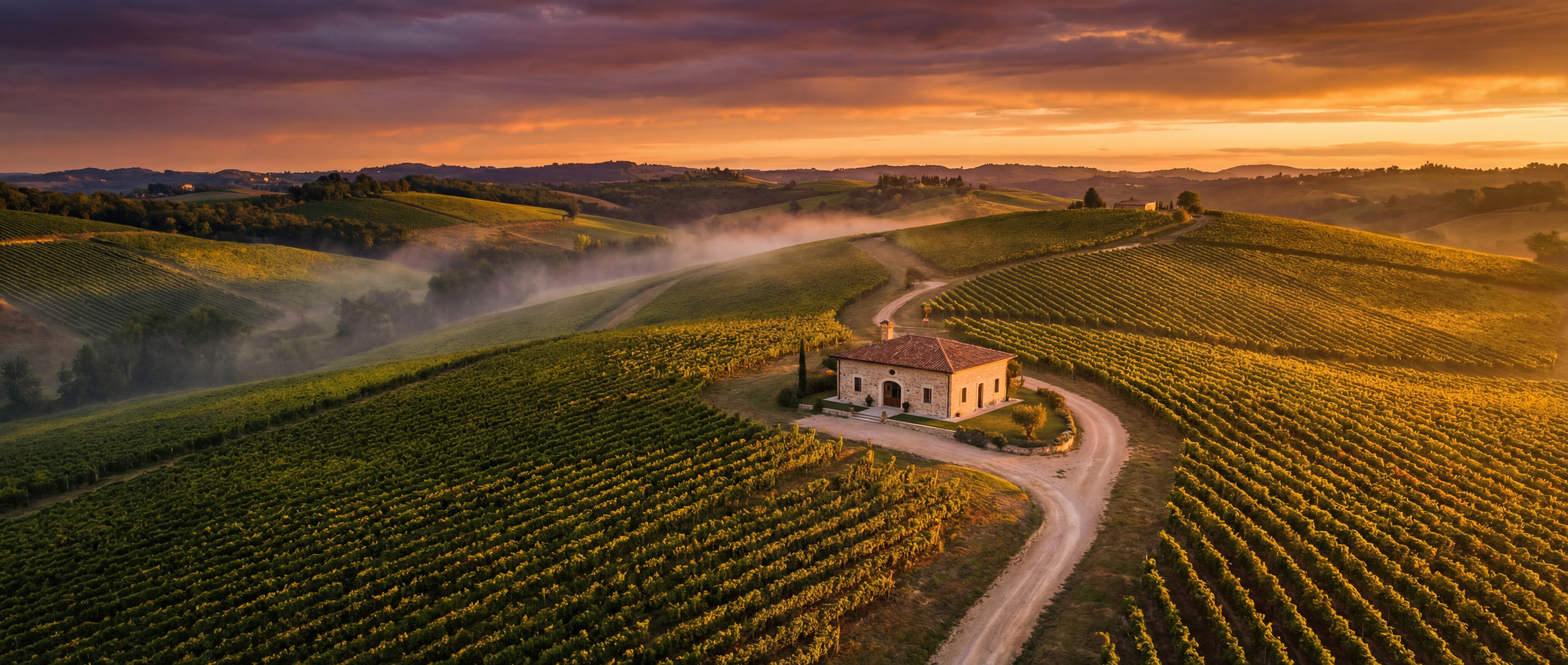 Vineyard at golden hour